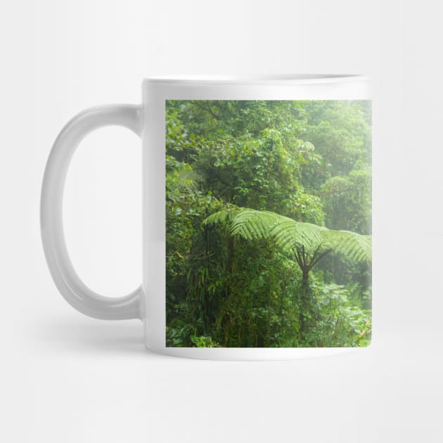 Misty rainforest in Monteverde cloud forest reserve by Juhku